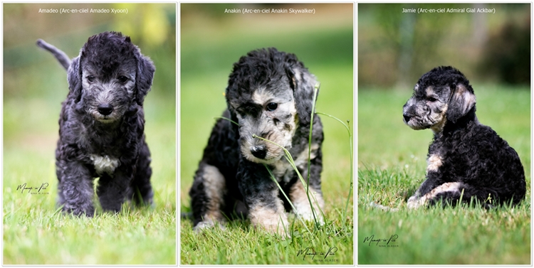 2019-08-03 R�de 1-7970S-klein-horz1-750