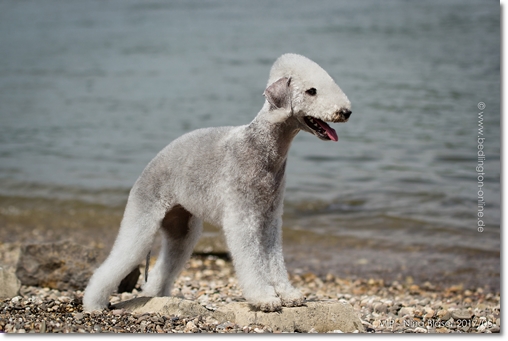 2017-05-28 CAC OG Dormagen-a