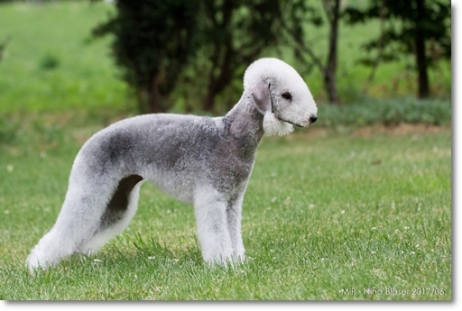 2017-06-24 CACIB Genk-9804-1S